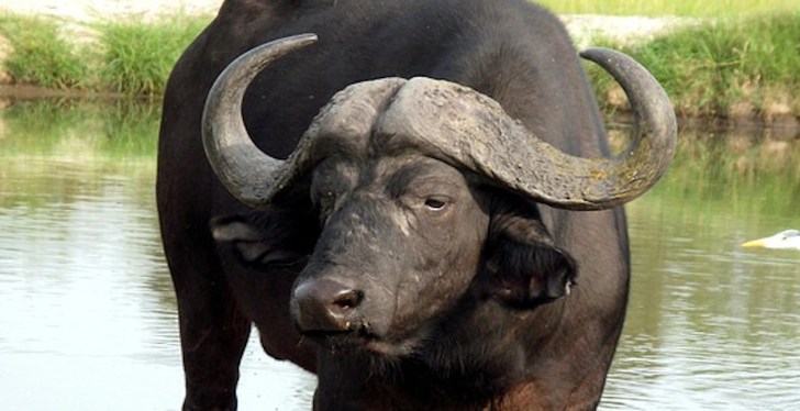 Oklahoma Farmer Killed By Water Buffalo He Just Purchased