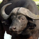Oklahoma Farmer Killed By Water Buffalo He Just Purchased