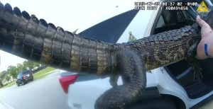Florida Deputy Wrangles Alligator And Straps It Into His Car In Viral Body Cam Footage