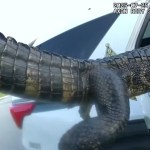 Florida Deputy Wrangles Alligator And Straps It Into His Car In Viral Body Cam Footage