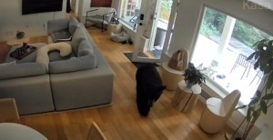 Tiny Dog Chases Black Bear Out Of Vancouver Home In Viral Video