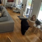 Tiny Dog Chases Black Bear Out Of Vancouver Home In Viral Video