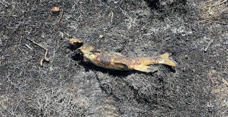 British Columbia Fire Department Blames 'Heavy Fire' On A Falling Fish