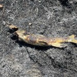 British Columbia Fire Department Blames 'Heavy Fire' On A Falling Fish