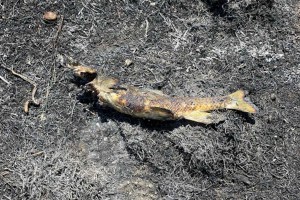 British Columbia Fire Department Blames 'Heavy Fire' On A Falling Fish