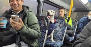 Australian Dog Hopped On Bus Alone Prompting Local Hunt For His Owner