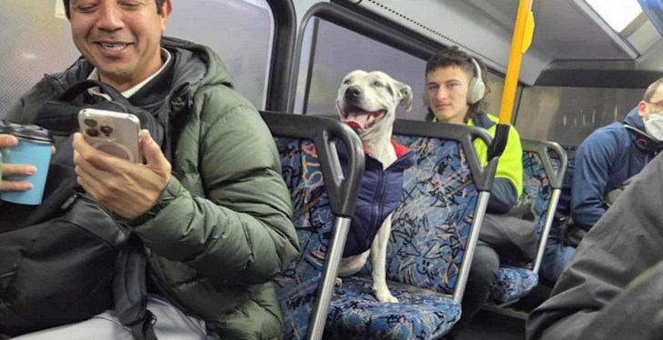 Australian Dog Hopped On Bus Alone Prompting Local Hunt For His Owner