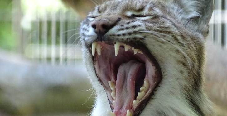 Denmark Zoo Draws Backlash After Suggesting Pet Owners Donate Their Animals To Feed Predators