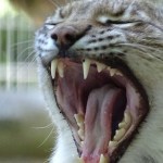 Denmark Zoo Draws Backlash After Suggesting Pet Owners Donate Their Animals To Feed Predators