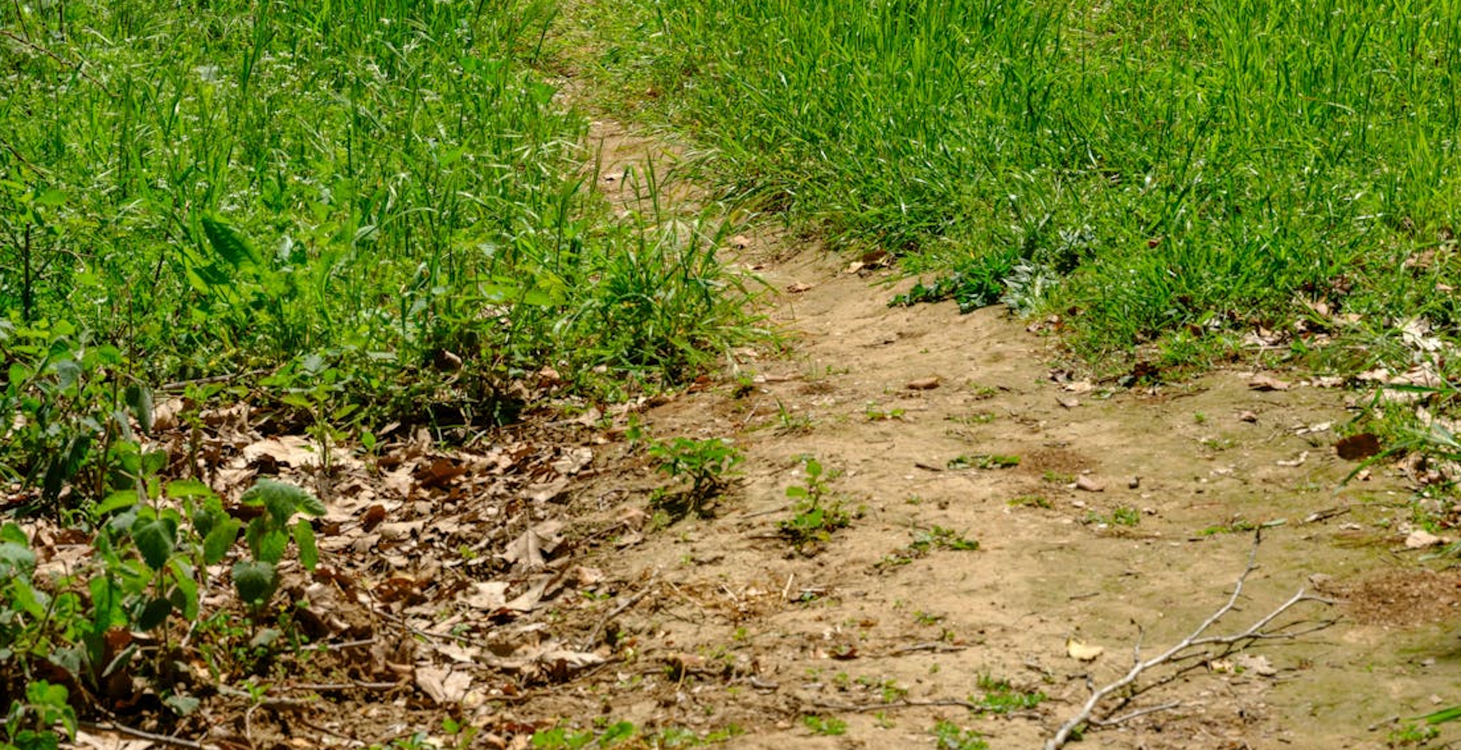 Florida Woman Allegedly Arrested For HOA Violation For Having A Brown Lawn
