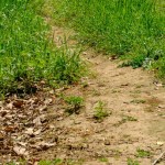 Florida Woman Allegedly Arrested For HOA Violation For Having A Brown Lawn
