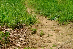 Florida Woman Allegedly Arrested For HOA Violation For Having A Brown Lawn