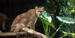 11-Year-Old Attacked By Mountain Lion Outside Malibu Home