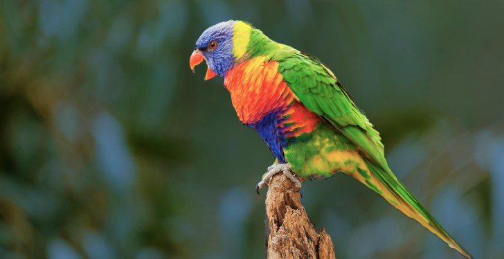 Drug Ring Run From UK Prison Busted Using Parrot As Evidence