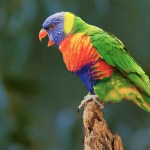 Drug Ring Run From UK Prison Busted Using Parrot As Evidence