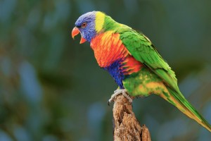 Drug Ring Run From UK Prison Busted Using Parrot As Evidence