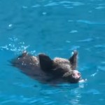 2 TikTok Influencers Went Viral After Being Chased In The Ocean By A Swimming Pig