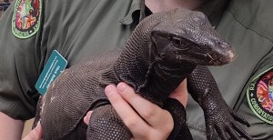 Carnivorous Lizard Captured In Massachusetts After Weeks On The Run