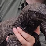 Carnivorous Lizard Captured In Massachusetts After Weeks On The Run