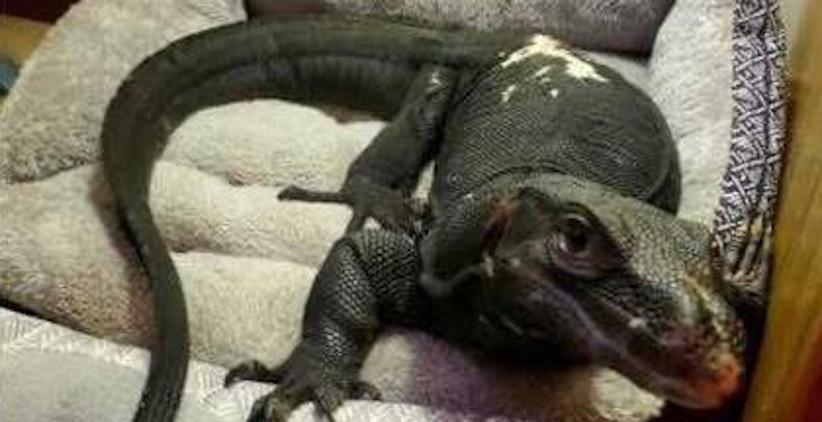 Illegally Owned Lizard On The Loose In Massachusetts As Authorities Try To Capture It