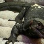 Illegally Owned Lizard On The Loose In Massachusetts As Authorities Try To Capture It