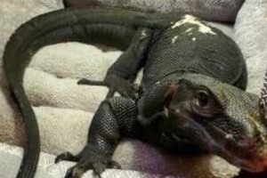 Illegally Owned Lizard On The Loose In Massachusetts As Authorities Try To Capture It
